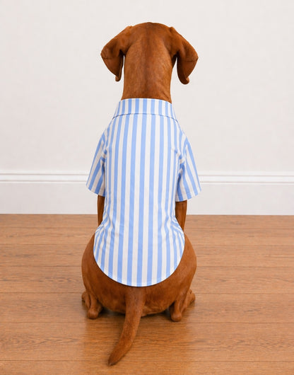 Back view of dog wearing a blue and white striped Button Down Short Sleeve Shirt on a wooden floor.
