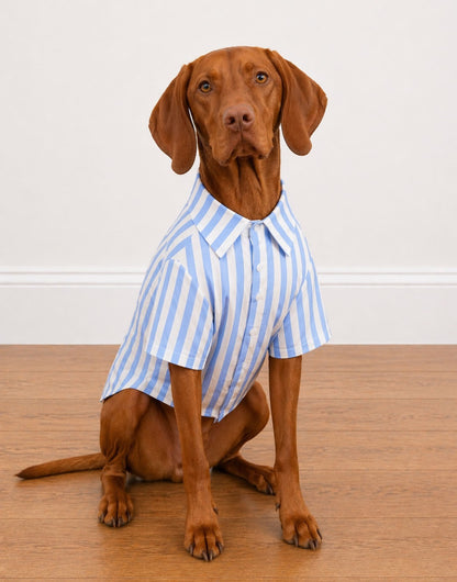 Dog wearing a blue and white striped Button Down Short Sleeve Shirt on a wooden floor.