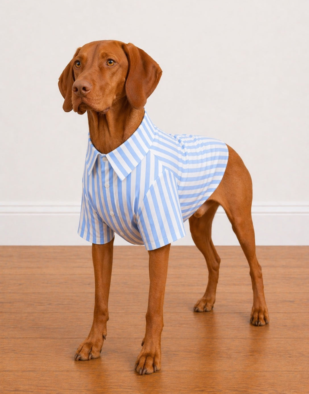Side view of dog wearing a blue and white striped Button Down Short Sleeve Shirt on a wooden floor.