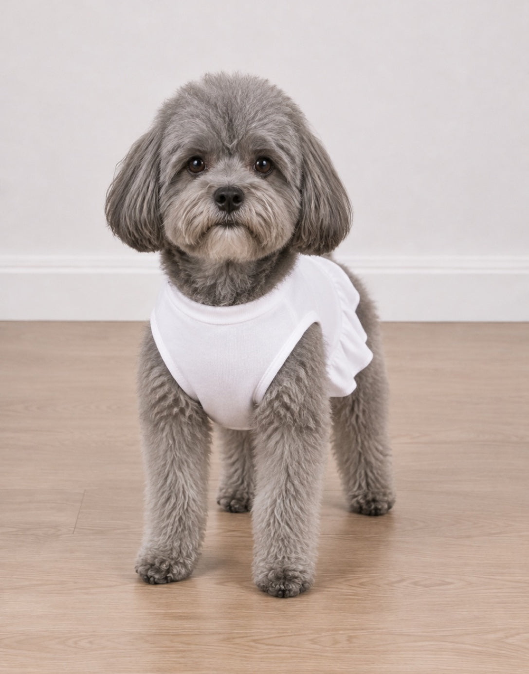 A small gray dog standing on a light wood floor against a plain off-white wall, wearing a white tee shirt with ruffles.